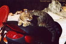 h_biker_cat