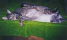 h_bobs_sandwich_kitties