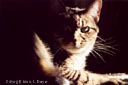 h_cat_dramatic