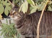 h_gus_plant1