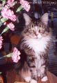 v_mr_bo_jangles