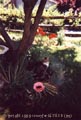 v_serina_garden_pc