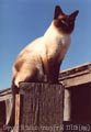 v_siamese