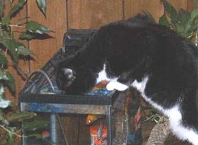 cat drinking from fishtank