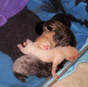 5 tiny kittens
