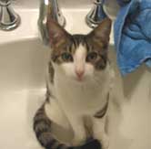 cat sitting in sink