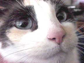 cat closeup