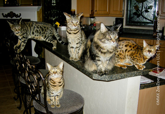 cat hooligans on and near kitchen counter