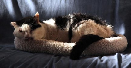 Elton inside snoozing