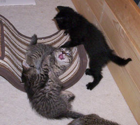 Kitten wresting