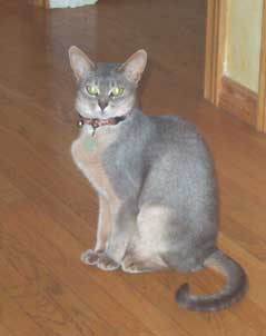 Abyssinian