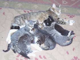mother cat and kittens