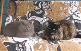 two cats on sofa
