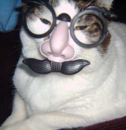 cat in disguise