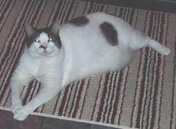 cat on rug