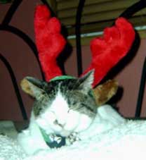 cat in antlers