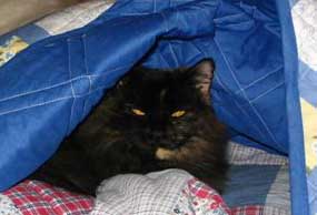 cat under quilt