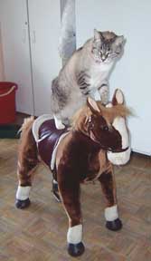 cat on rocking horse