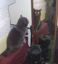 cat and mirror
