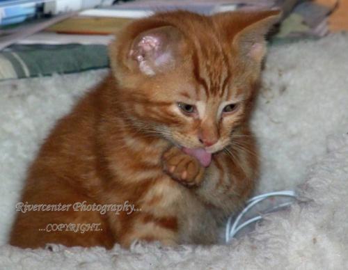 Garfield Kitten