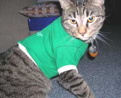 cat in shirt