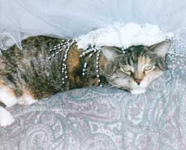 cat in wedding veil