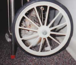 cat and wheel