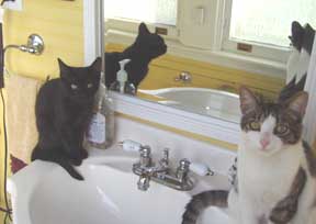 kitties on sink