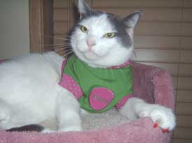 Cat in shirt