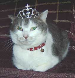 gray and white cat with tiara