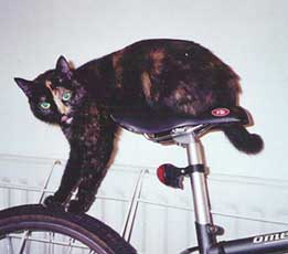 tortoiseshell cat on bike