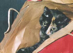 tortoiseshell cat in bag