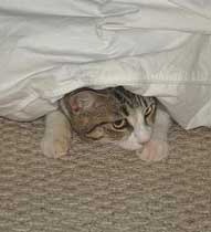 cat under covers