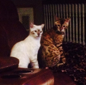 male bengals