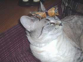 cat with butterfly