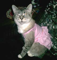 cat in outfit