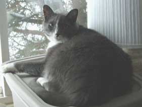 cat in window seat