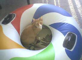 cat and inner tube