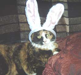 cat with bunny ears